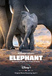ดูหนังออนไลน์ The Elephant Graveyard (2020)  สุสานช้าง